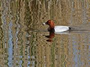 Tony Howes - Duck reed patterns